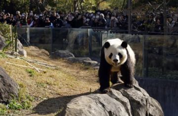 Japón podría quedarse sin pandas por primera vez en décadas