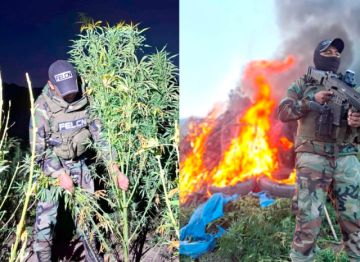 Felcn incinera más de  8 toneladas de droga en el norte potosino
