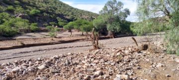 Cotagaita reporta pérdida de 40 animales por riada