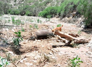 Reportan más de 200 cabezas de ganado perdido en Potosí