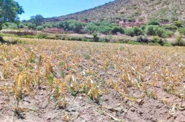 Heladas y sequía golpean  a Vitichi: más de 3.000  familias son afectadas