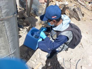Sedes evidencia aumento de la población felina en la ciudad de Potosí