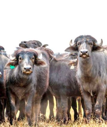 Inédita faena técnica de búfalos en Bolivia