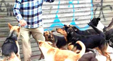 Se reporta 2.060 personas mordidas por perros en lo que va de la gestión