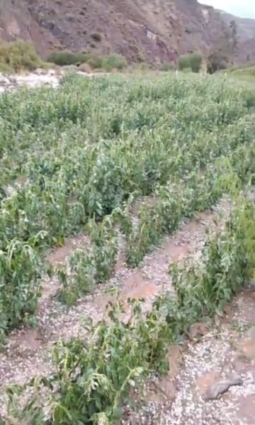 En los últimos días se presentaron granizadas en los municipios de Caiza D, San Pedro de Buena Vista, Ckochas y Acasio
