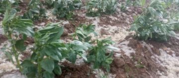 En los últimos días se presentaron granizadas en los municipios de Caiza D, San Pedro de Buena Vista, Ckochas y Acasio