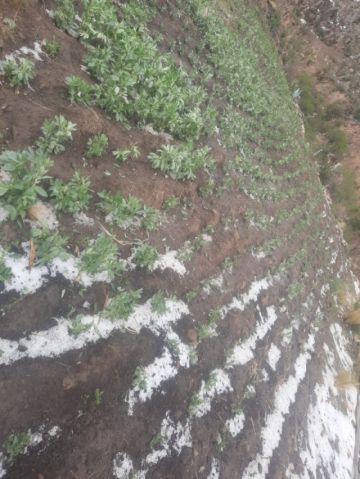 En los últimos días se presentaron granizadas en los municipios de Caiza D, San Pedro de Buena Vista, Ckochas y Acasio