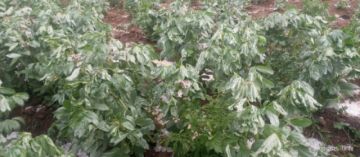 En los últimos días se presentaron granizadas en los municipios de Caiza D, San Pedro de Buena Vista, Ckochas y Acasio