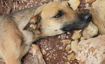 Rescatan a “Shakira”, una perrita que sufrió lesiones