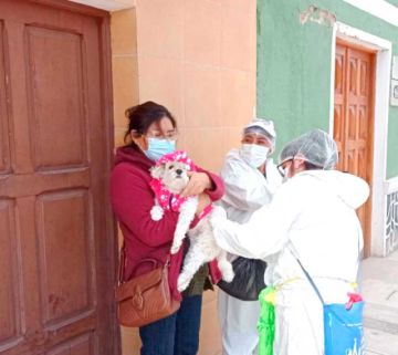 Se vacunó a más de 11 mil perros de menos de un año 
