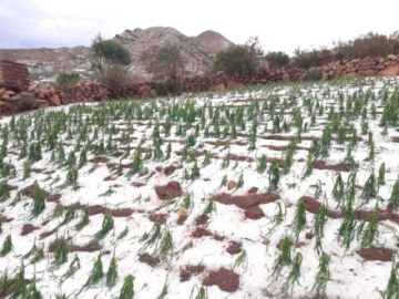 Granizada afecta a cinco municipios de 2 regiones de Potosí