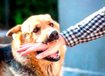Sedes reporta 52 personas mordidas por perros en la primera semana