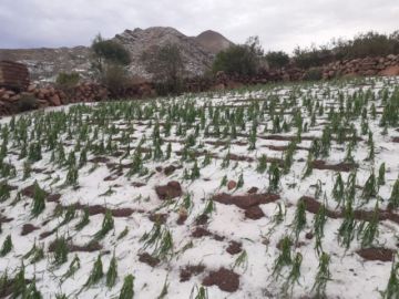 El fin de semana granizadas dañaron a ocho municipios en Potosí