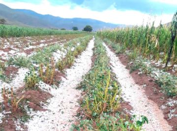 Granizadas afectan cultivos de ocho municipios potosinos