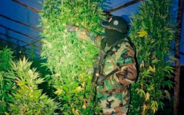 Narcotráfico: hallan 20 viveros en el norte Potosí
