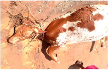 Desastres naturales causaron la pérdida de 131 cabezas de ganado