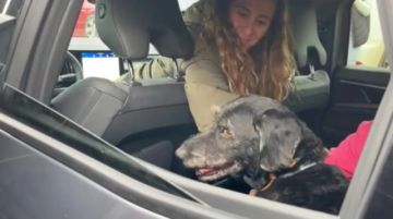 Boro el perrito que sobrevivió al accidente férreo en España fue rescatado por su familia