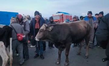Senador Condori vende un toro a Bs10.500 para pagar gira