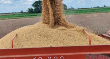 Gobierno autorizó exportar 880 mil toneladas de soya