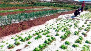 Lluvias se mantienen y continúa afectando la producción agrícola