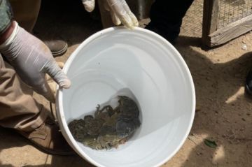 Aprehenden a tres personas con 27 ranas gigantes en peligro de extinción