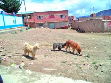 Zoonosis capacita a la gente sobre la tenencia responsable de sus mascotas
