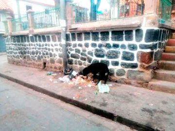 Detectan zona donde hay proliferación de perros