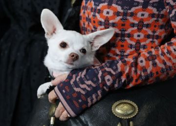 Las mascotas podrán ser enterradas junto con sus familias en São Paulo, Brasil