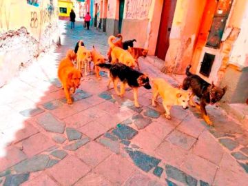 Zoonosis intensifica trabajo de esterilización de perros