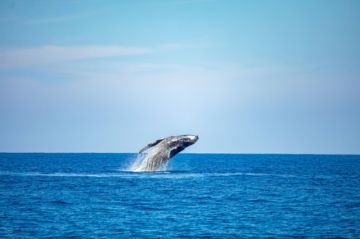 Día Mundial de las Ballenas: la migración de los gigantes marinos en Centroamérica