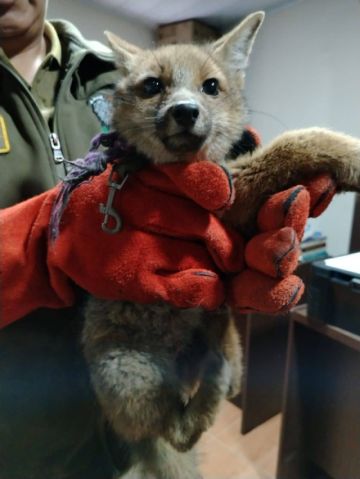 Pofoma rescata a zorro andino que intentaban domesticar ilegalmente en Potosí