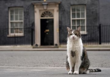 El gato Larry cumple 15  años viviendo en Downing Street
