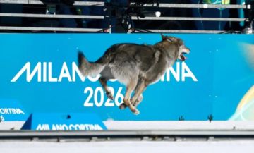 El perro lobo que cruzó la meta de los Juegos Olímpicos se vuelve viral