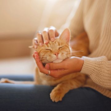 10 datos sobre gatos en su día