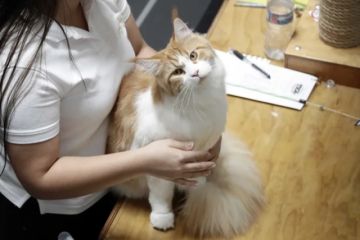 Estudio revela cómo los gatos podrían ayudan a detectar el cáncer humano