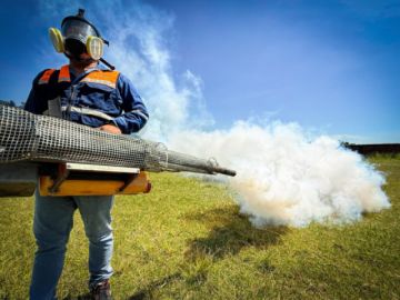 Epidemiología alerta de nuevo genotipo en mosquito transmisor de la chikungunya