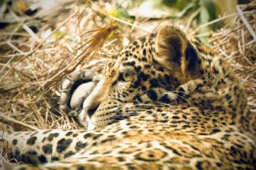 Por primera vez en Bolivia se liberará en su hábitat a un jaguar rescatado de los incendios en la Amazonía