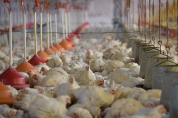 Recomiendan intensificar medidas de bioseguridad ante brotes de influenza aviar en Argentina