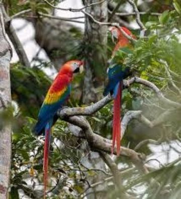 “Día Mundial de la Vida Silvestre” se celebrará cada 3 de marzo 