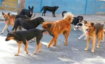 Zoonosis está preocupado por la sobrepoblación de perros en Villa Mecánicos 