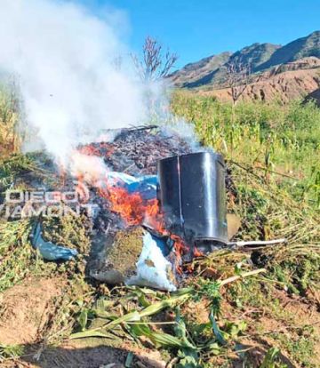 Hallan sembradíos de marihuana en Toro Toro