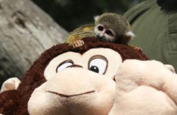 Bautizan como el Punch peruano a mono rescatado del tráfico de animales en la Amazonía