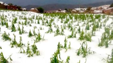 Cuatro fenómenos siguen golpeando con fuerza al  agro en el Departamento