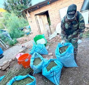Felcn erradica más de 25  toneladas de marihuana 
