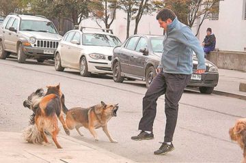 Reportan 345 personas mordidas por perros en lo que va la gestión
