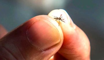 Sedes activa plan ante primer caso de chikungunya y presencia del vector
