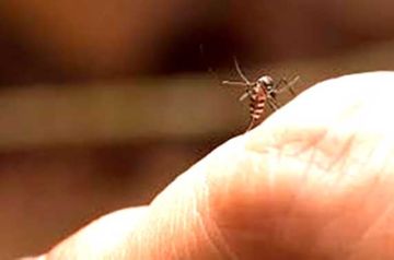 Asumen acciones ante presencia de Chikungunya en Poco Poco