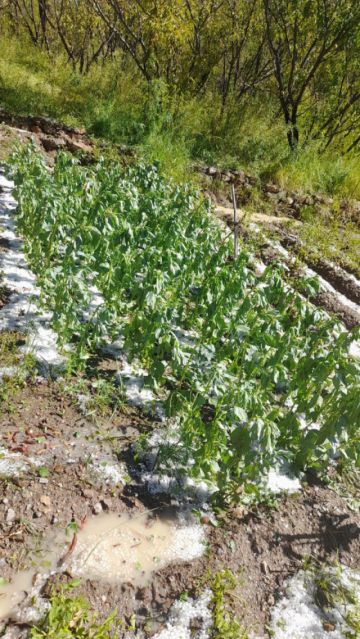 Granizada en Cotagaita: Gobierno informa que activa acciones de apoyo para productores 