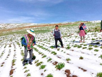 Granizada afecta a 374 familias en el municipio de Betanzos 