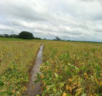 Anapo prevé menor producción de soya por lluvias